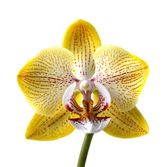Yellow orchid flower close-up. Isolated on a transparent background. KI.
