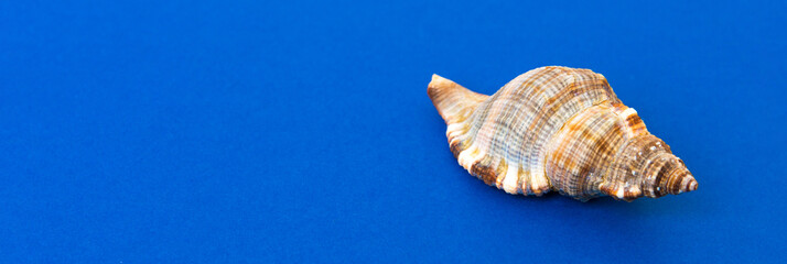 Beach seashells on colored background. Mock up with copy space