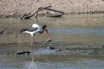 Saddle Billed Stork eating Cat fish at pond at Kruger park, South Africa