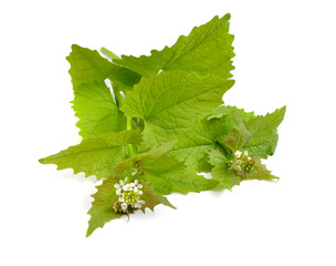 Alliaria petiolata, or garlic mustard isolated on white background.