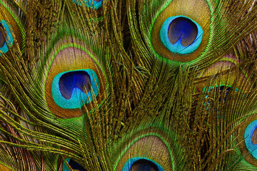 macro peacock feathers,Background with peacock feather macro texture, multicolored