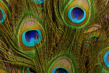 Fototapeta premium macro peacock feathers,Background with peacock feather macro texture, multicolored