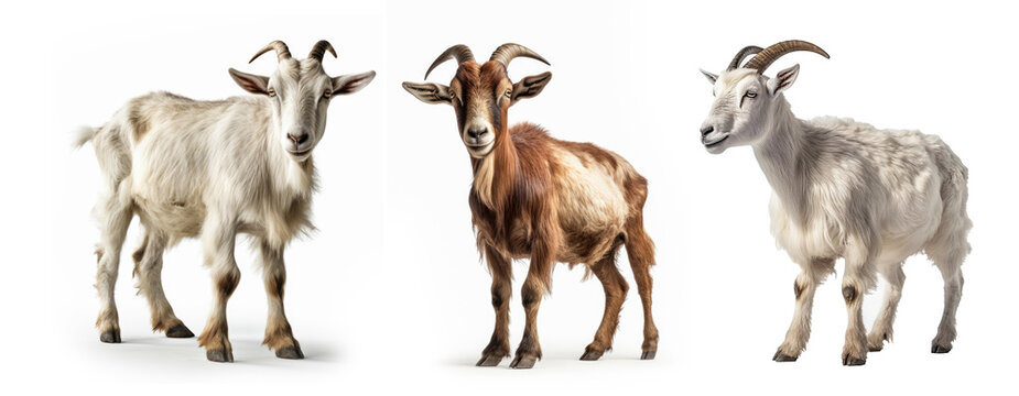Group of Goat animal isolated on white background, Generative AI