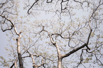 branches of a tree with drought conditions due to global warming