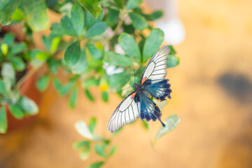 Beautiful butterfly in tropical forest of Botanic Garden in Prague, Europe