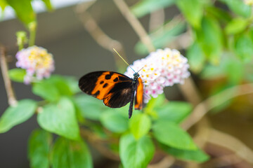 Beautiful butterfly in tropical forest of Botanic Garden in Prague, Europe