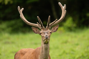 Captured in a close-up shot, a red deer stag, cervus elaphus, with velvet-covered antlers, appears to connect with the viewer. It's standing on a vibrant summer meadow, looking directly into the