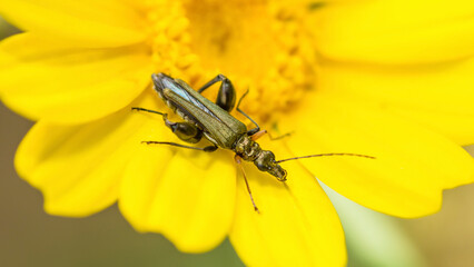 Yellow-Legged Thick-Legged Flower Beetle on a yellow flower, Oedemera Flavipes
