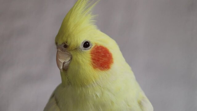 Yellow cockatiel parrot.Cute cockatiel.Home pet parrot.The best cockatiel.Beautiful photo of a bird. Ornithology.Funny parrot.Cockatiel parrot.
Home pet yellow bird.Beautiful feathers.Love for animals