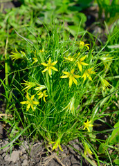 Yellow star-of-Bethlehem for the common European species, Gagea lutea.
