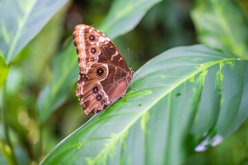 Close up of beautiful brown and blue tropical butterfly in Botanic Garden, Prague, Europe