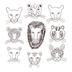 Big cats faces isolated collection, black and white. Lion, tiger, leopard, jaguar, panther, cougar, cheetah. Hand drawn vector illustration. Line art style design. Animal characters, wildlife elements