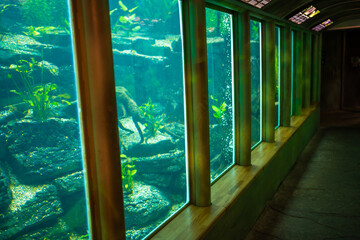 Fish in aquarium of Botanic garden in Prague, Europe