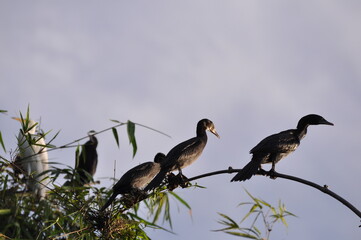 
A flock of sleek black cormorants gracefully perches on the branches of a majestic bamboo tree, creating a striking tableau of nature's harmony. 