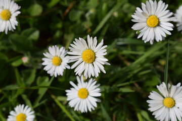 Fototapeta premium daisies in a field