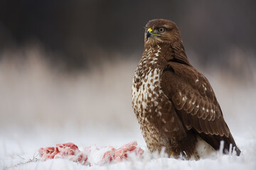 Common buzzard, buteo buteo, sitting on snow next to killed animal. Feathered predator guarding prey on snowy ground. Bird of prey looking on white meadow.