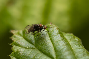 Mini Fliegen bei der Paarung