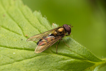 Halbmond Blattlausschwebfliege makro