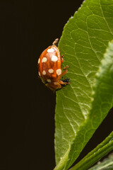 Vierzehntropfiger Marienkäfer mit Beute makro
