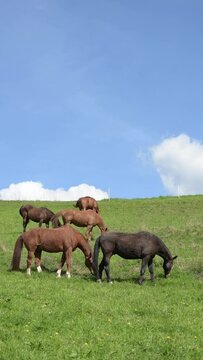 Herd of grazing brown horses in the meadow on a pasture eating grass in the rural countryside, blue sky and clouds in the background, vertical video
