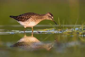 The Wood Sandpiper, Tringa glareola, stands watchfully on a wetland riverbank, engaged in its summertime hunting routine. It dips its beak to the water, creating a subtle ripple and reflection.