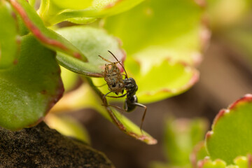 Ameise mit Insekt als Beute makro