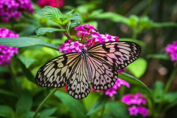 butterfly on flower