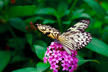 butterfly on flower