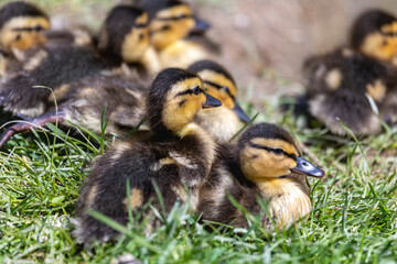 Entenfamilie am Teich