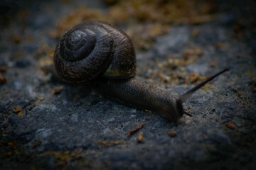 snail on ground