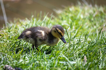 Entenküken auf Wiese am Teich