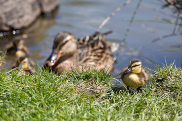 Entenfamilie am Teich
