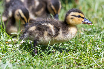 Entenküken auf Wiese am Teich