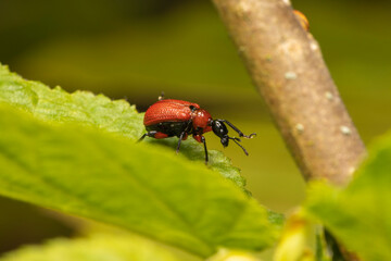 Blattroller Käfer Attelabidae makro