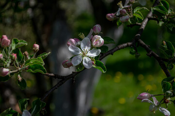 The first timid leaves break out of the buds