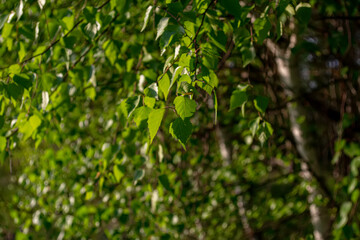 Fototapeta na wymiar Birch tree. A genus of deciduous trees and shrubs of the Birch family.