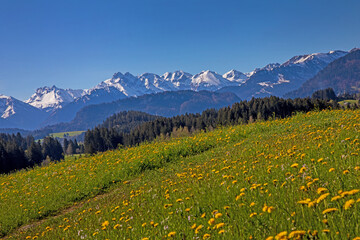 Ofterschwang - Alpen - Berge - Löwenzahn - Frühling