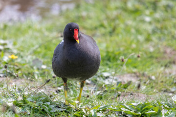 Teichhuhn Teichralle auf Wiese Portrtait