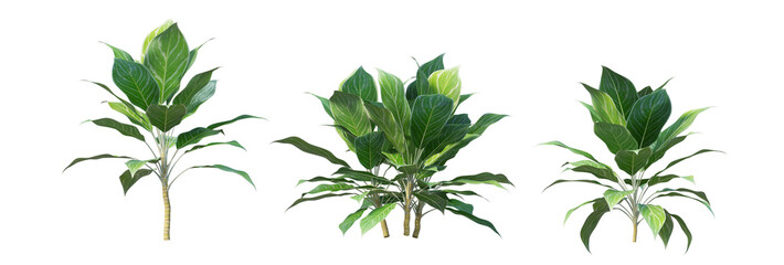 Various Philodendrons on Transparent Background