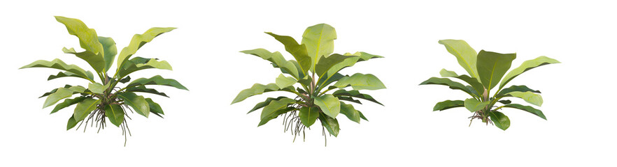 Various Philodendrons on Transparent Background