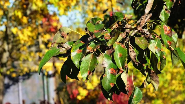 Plant diseases. Rusty green leaves of a tree close-up. The breeze sways pear leaves green with orange spots. Bad gardening. Unhealthy garden. No people.