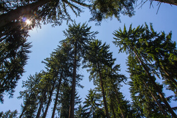 Trees in the forest in the summer. Beautiful nature background.