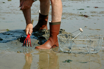 Pêche à pied, palourde; ruditapes decussatus, Passage du Gois, baie de Bourgneuf, Vendée, 85,...