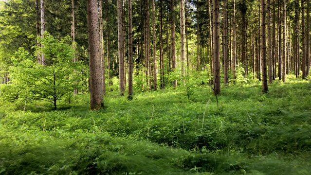 magischer wald im fr&uuml;hling, sonne strahlt durch die baumwipfel, waldboden ist bedeckt mit frischen pflanzen, langsame bewegung vorw&auml;rts, heller sonniger tag
