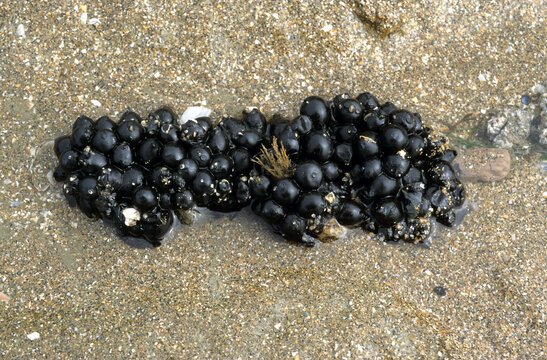 seiche; oeufs; sepia officinalis