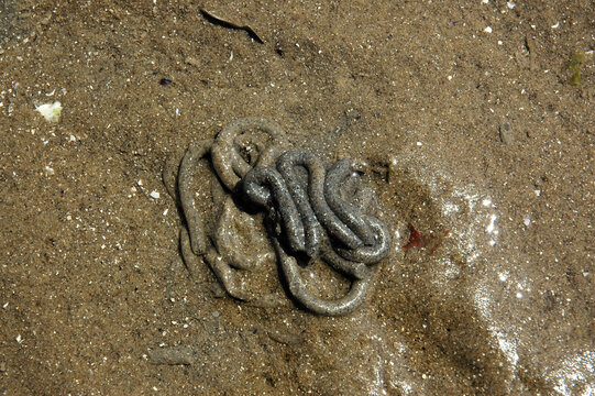Ver de mer, ar&eacute;nicole, Arenicola marina