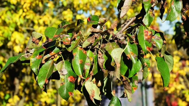 Plant diseases. Rusty green leaves of a tree close-up. The breeze sways pear leaves green with orange spots. Bad gardening. Unhealthy garden. No people.
