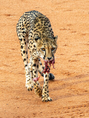 Close-up of feeding cheetah looking at camera with red sand in the background.