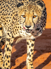 Close-up of feeding cheetah looking at camera with red sand in the background.