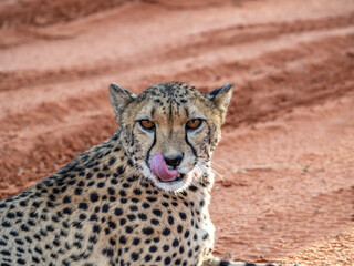 Close-up of feeding cheetah looking at camera with red sand in the background.